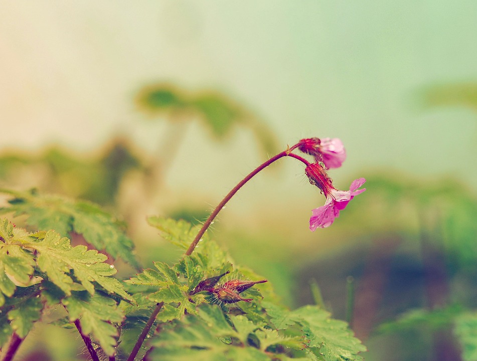 inheemse schaduwplanten die goed groeien op natte grond